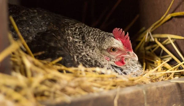 مرغ تخمگذار بومی چند سال عمر می کند - سپید طیور